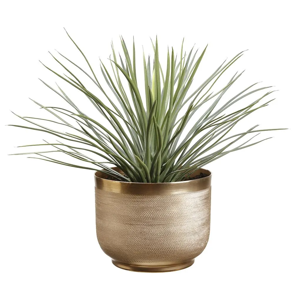Yucca Plant In Pot