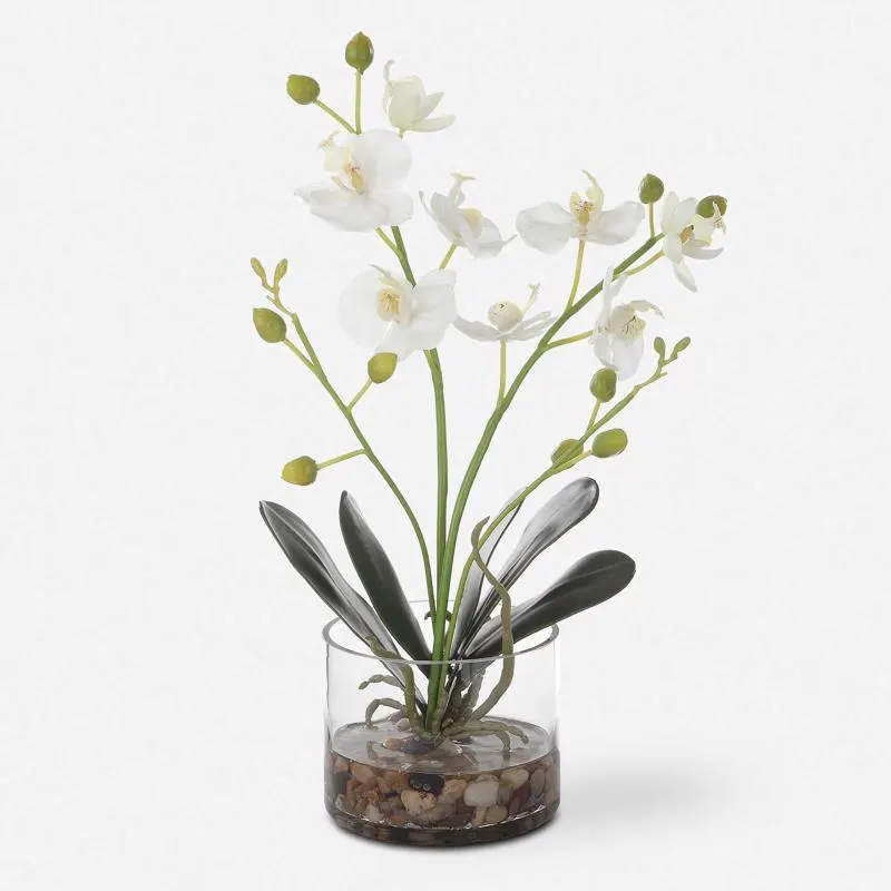 Glory Orchid, White