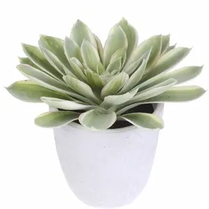 12"echeveria In Cement Pot